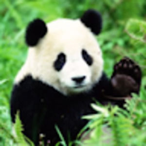 Meet your Posher, Sunny